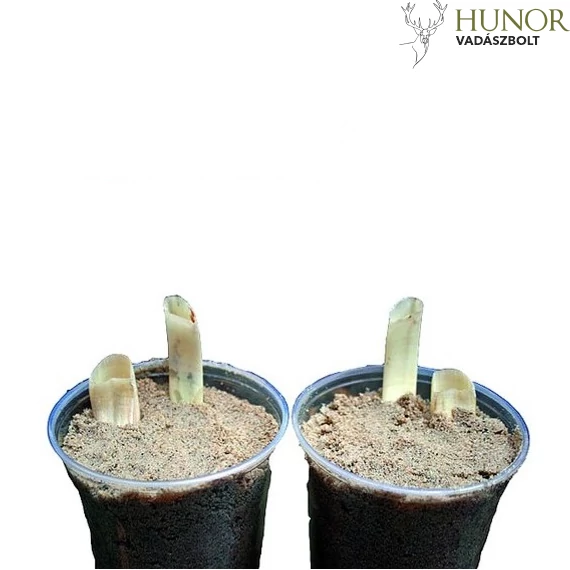 MAGNUM Agyar Kitöltő Szett