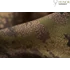 Kép 9/9 - HARKILA Férfi Pulóver Deer Stalker Camo Fleece Hoodie Axis Msp/F.Green